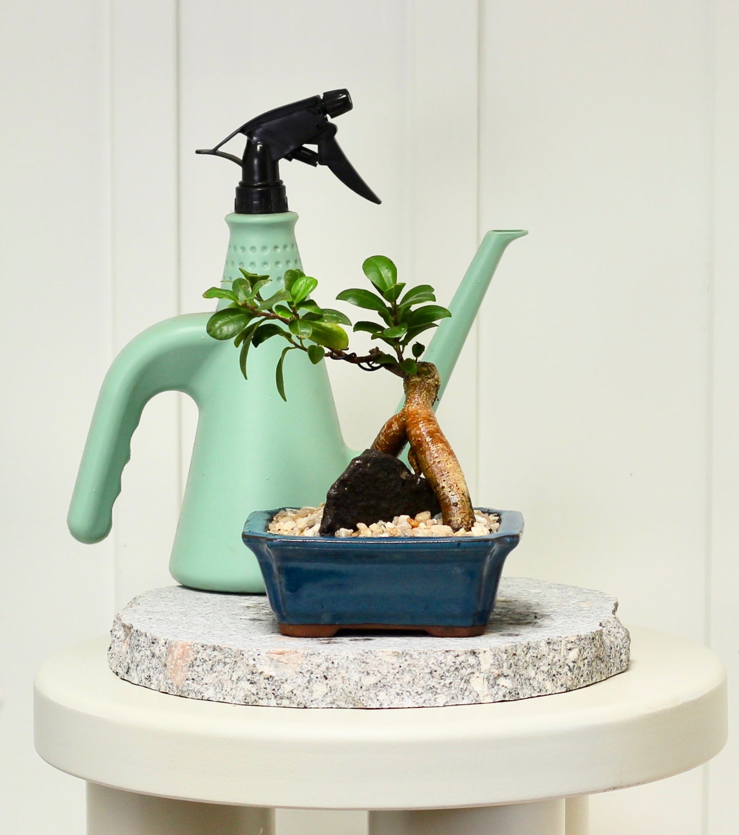 Bonsai - Pot Belly Fig - Dali - 18cm