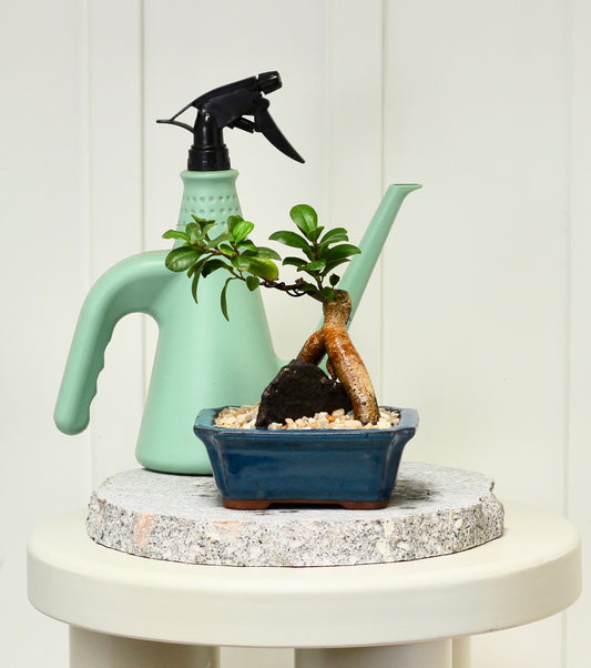 Bonsai - Pot Belly Fig - Dali - 18cm