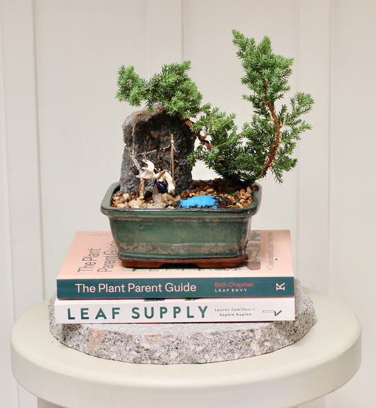 Bonsai - Juniper with Fisherman Setting- Annie - 16cm