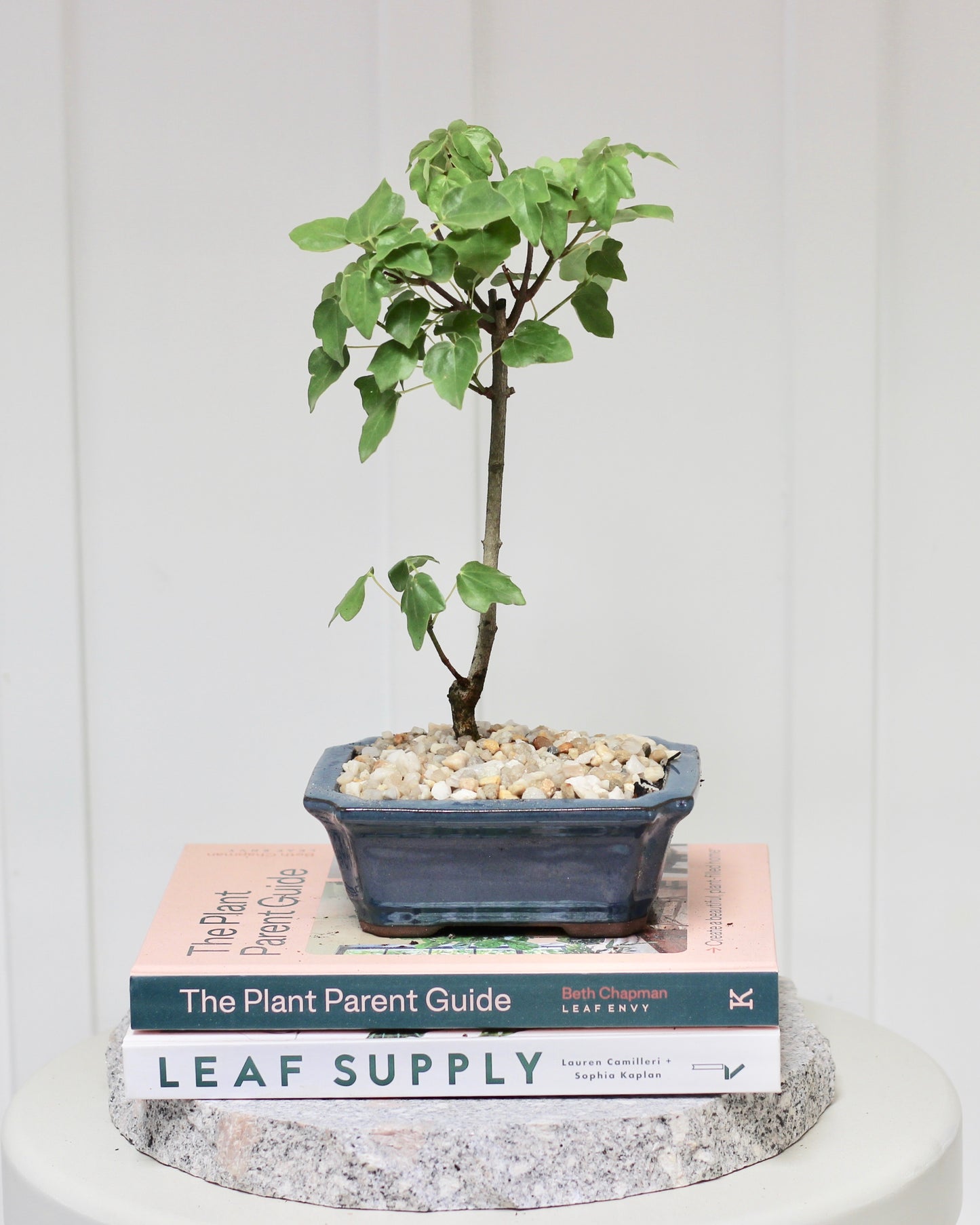 Bonsai - Trident Maple - Matilda - 27cm