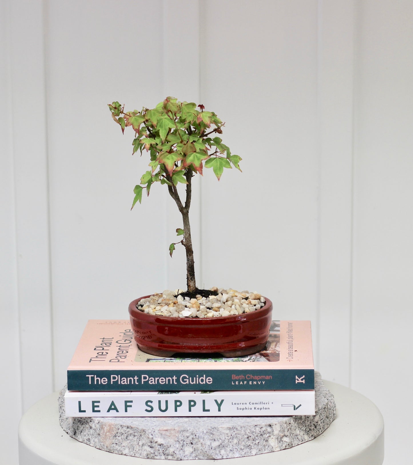 Bonsai - Trident Maple - Ben - 27cm