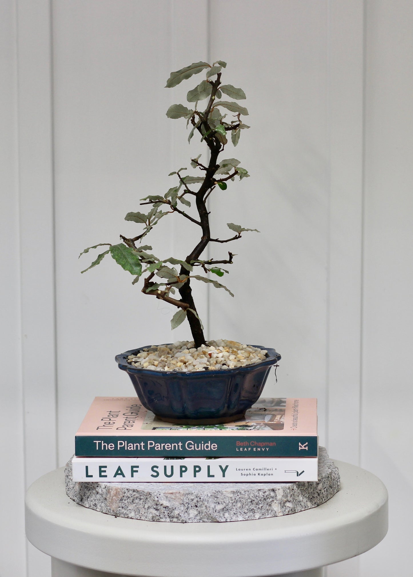 Bonsai - Japanese Silverberry - Edith - 34cm