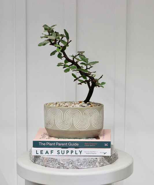 Bonsai - Japanese Silverberry - Marg - 30cm