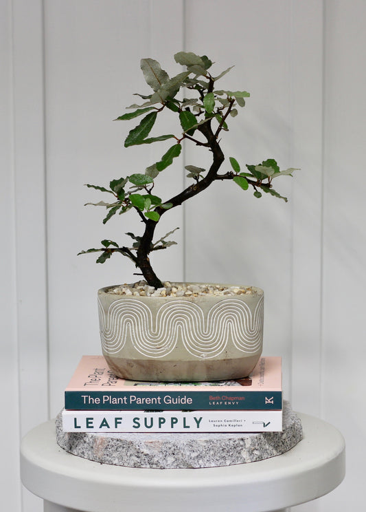 Bonsai - Japanese Silverberry - Elizabeth - 30cm