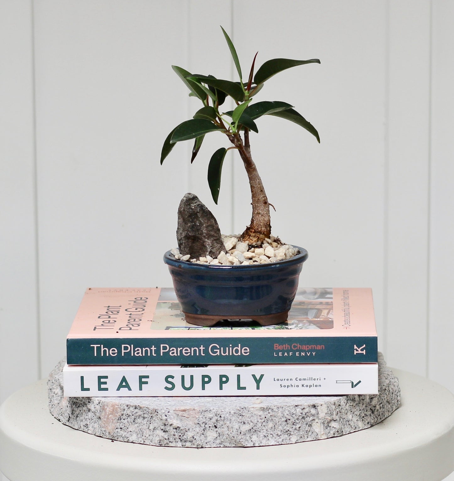 Bonsai - Port Jackson Fig - Fergie - 20cm