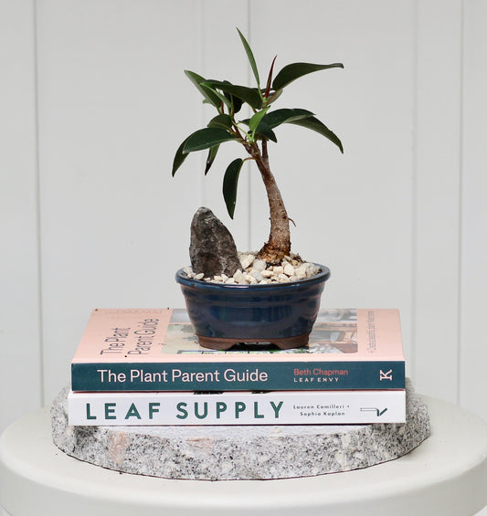 Bonsai - Port Jackson Fig - Fergie - 20cm