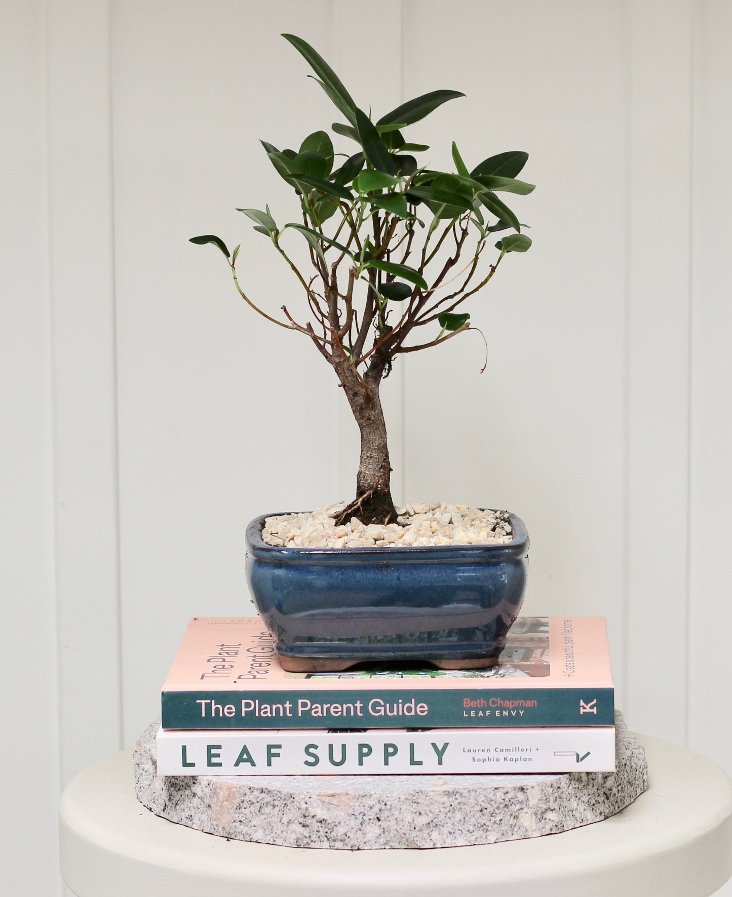 Bonsai - Port Jackson Fig - Tess - 31cm