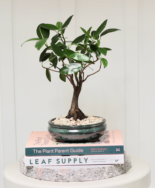 Bonsai - Port Jackson Fig - Alana - 31cm