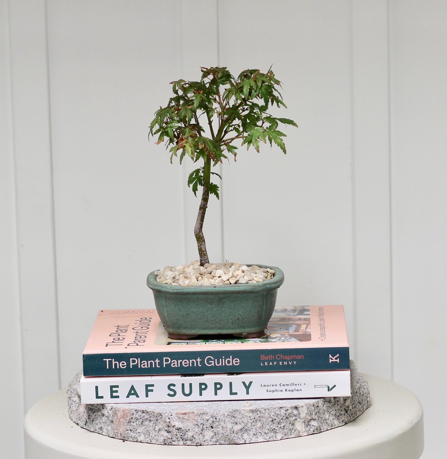 Bonsai - Trident Maple - Kat - 24cm