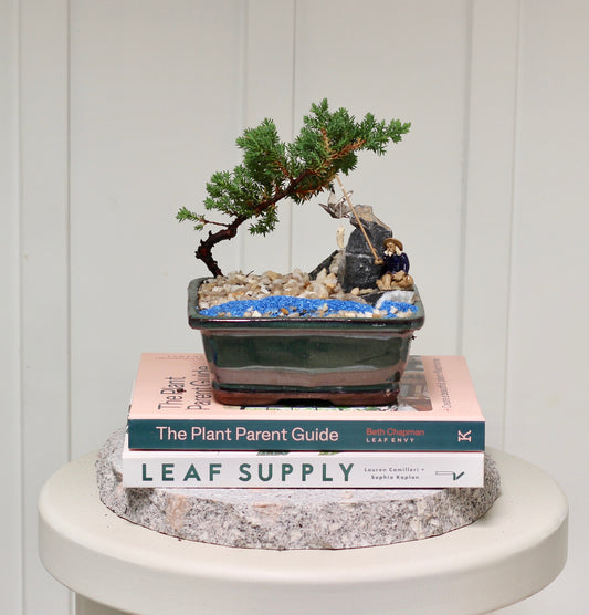 Bonsai - Juniper with Fisherman Setting- Craig - 18cm