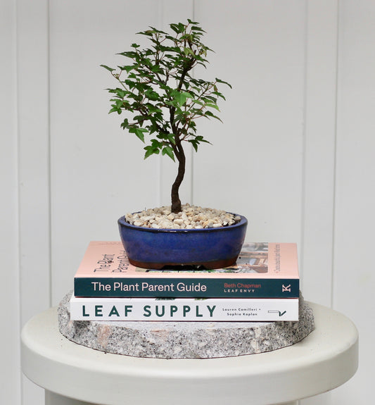 Bonsai - Trident Maple - Bella - 26cm