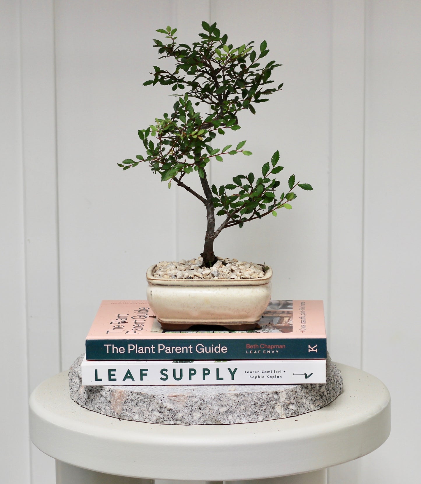 Bonsai - Chinese Elm - Hallie - 30cm