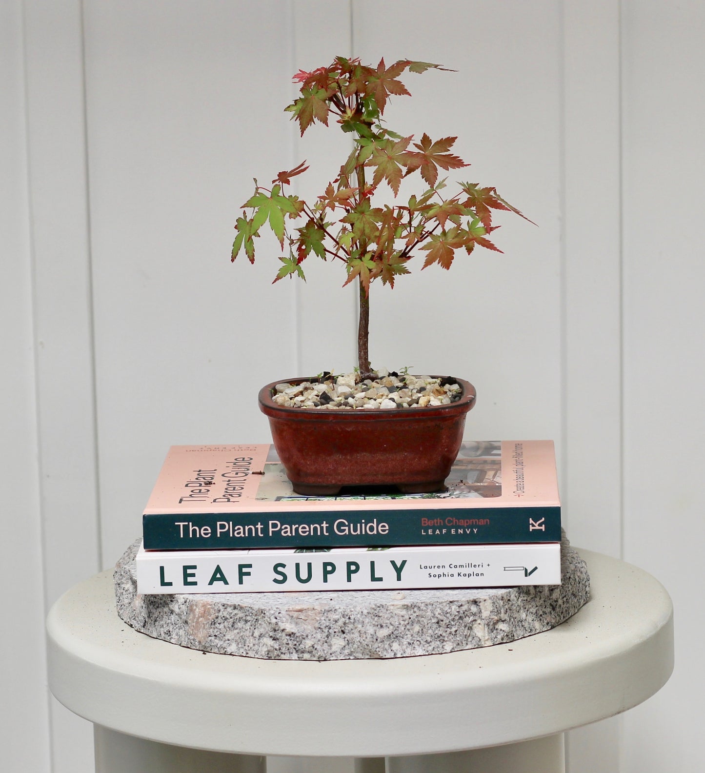 Bonsai - Trident Maple - Emily - 26cm