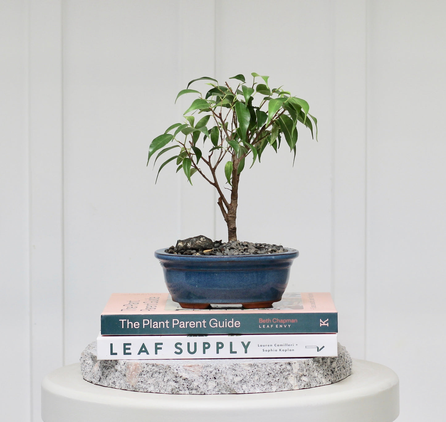 Bonsai - Ficus Benjamina - Rosie - 25cm