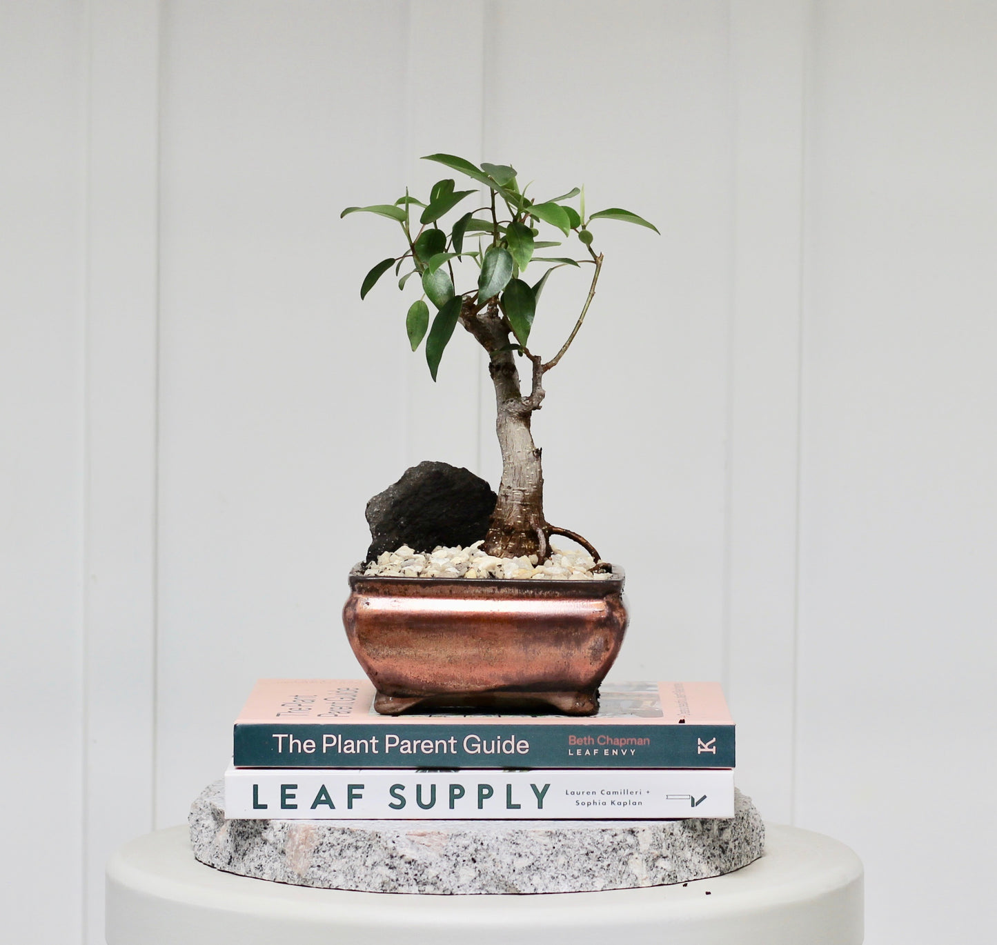 Bonsai - Port Jackson Fig - Ami - 25cm