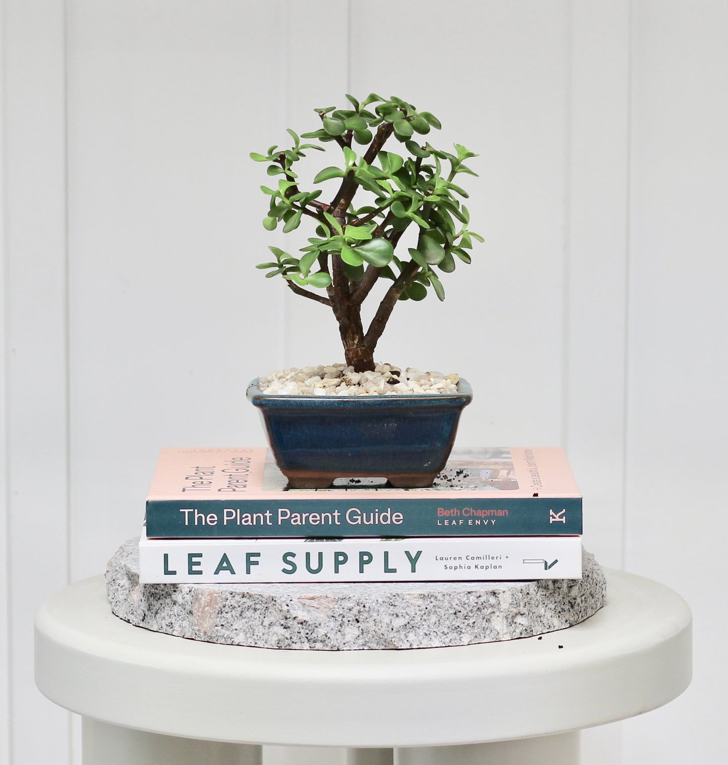 Bonsai - Crassula Ovata - Evie - 25cm