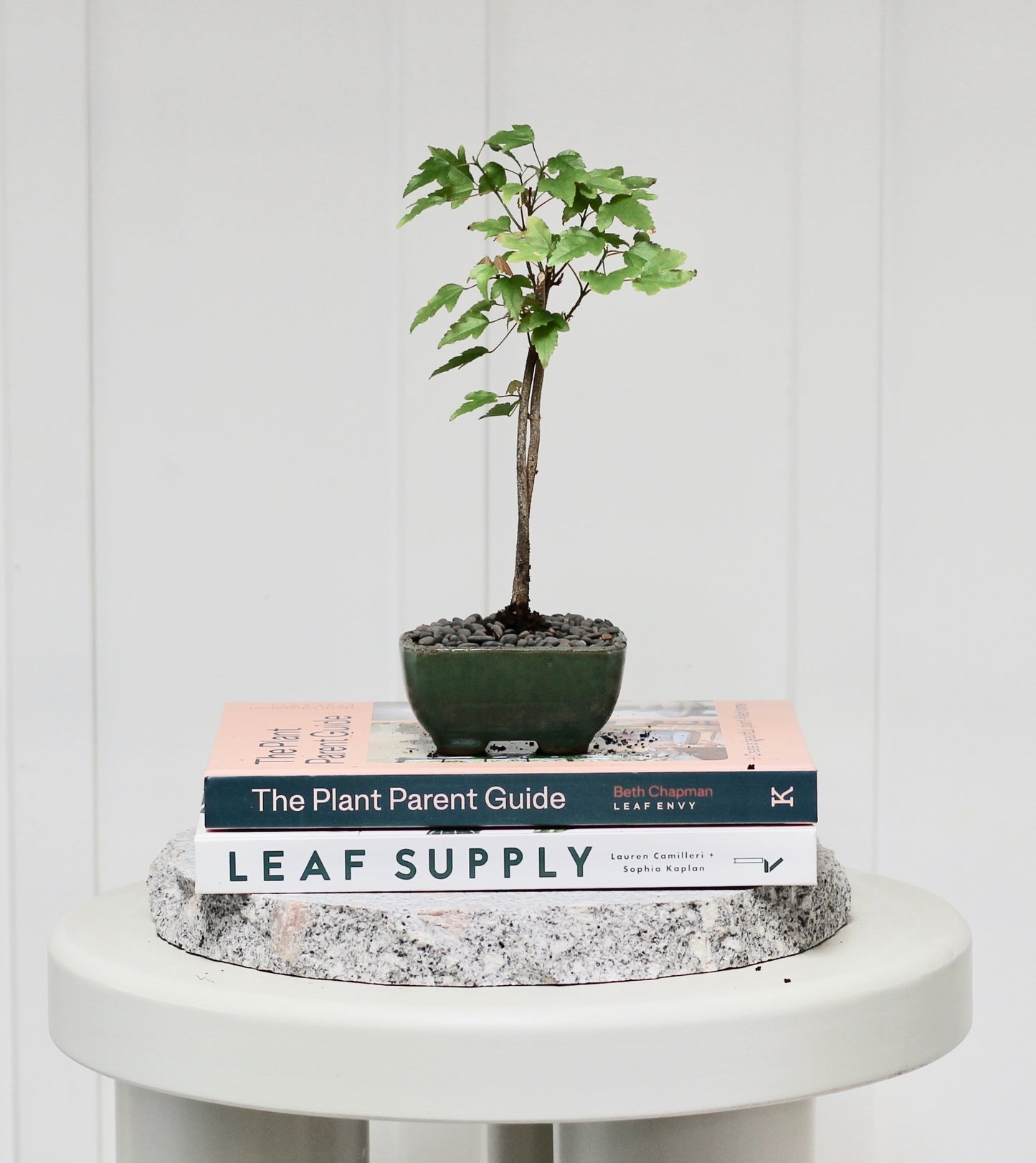 Bonsai - Trident Maple - Timmy - 24cm