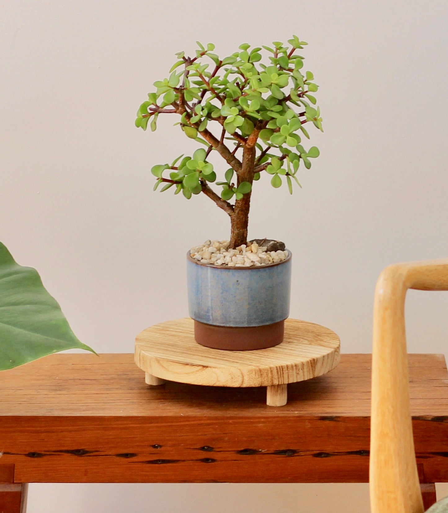 Bonsai - Crassula Ovata - Juliette - 30cm