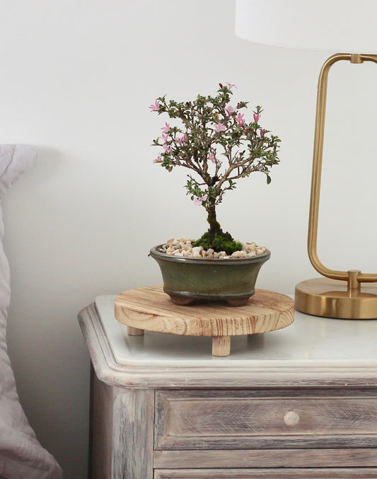 Bonsai - Serissa - Pink Flowering - Sage - 18cm