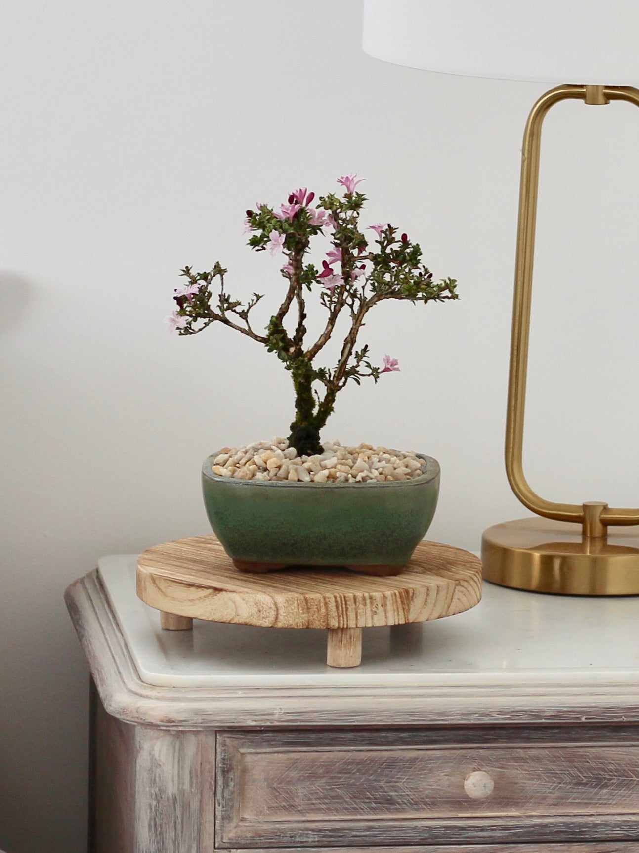 Bonsai - Serissa - Pink Flowering - Sarah - 18cm