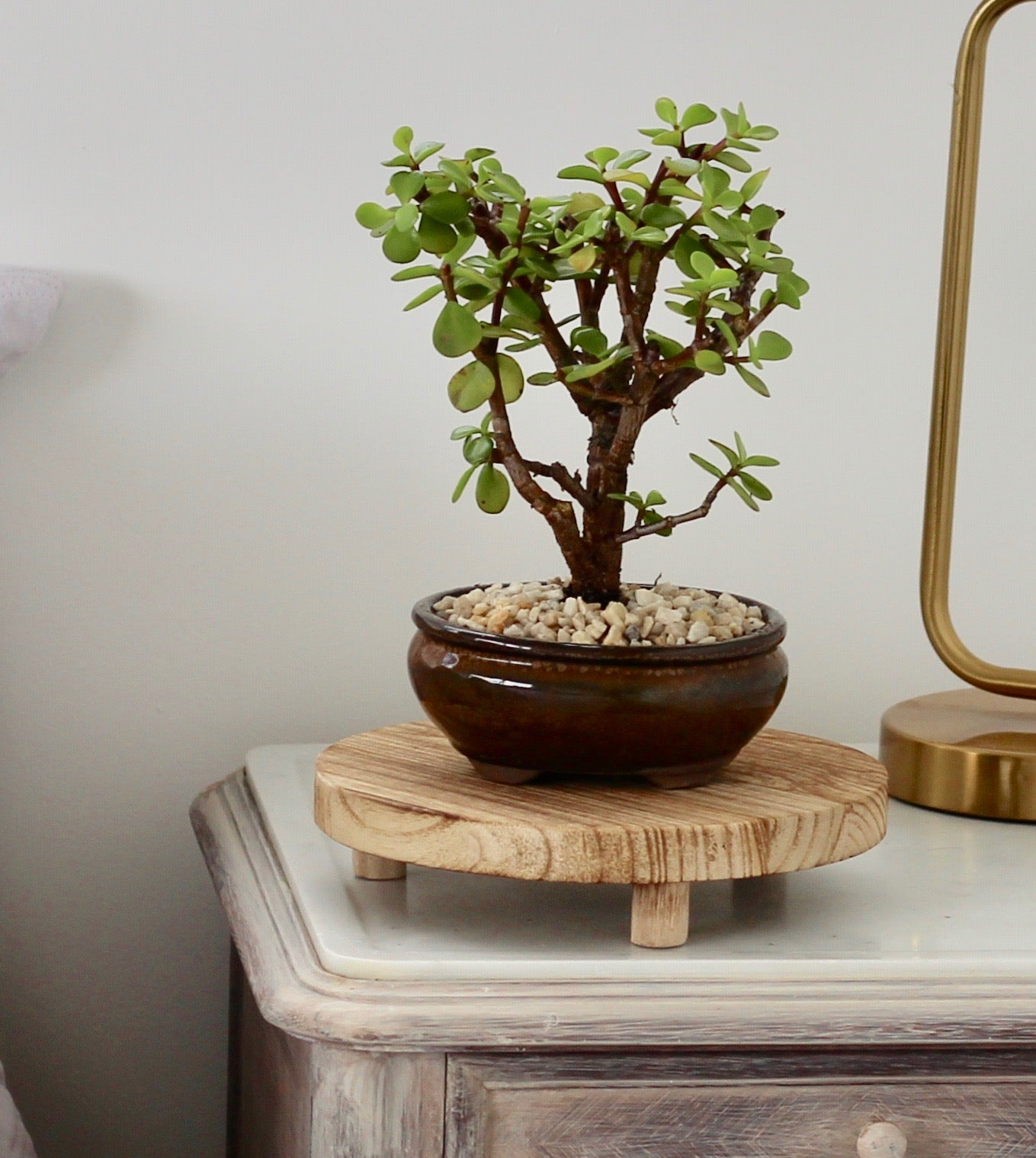 Bonsai - Crassula Ovata - Maree - 27cm