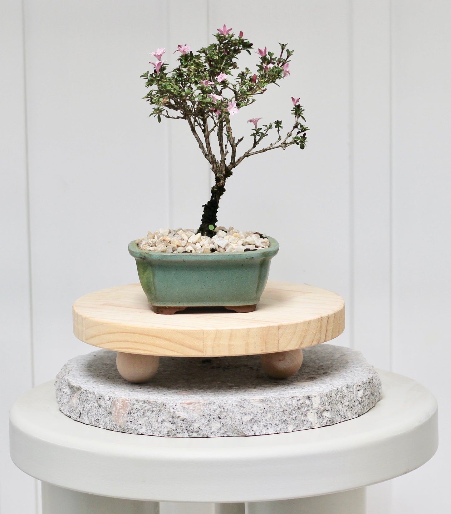 Bonsai - Serissa - Pink Flowering - Sage - 18cm