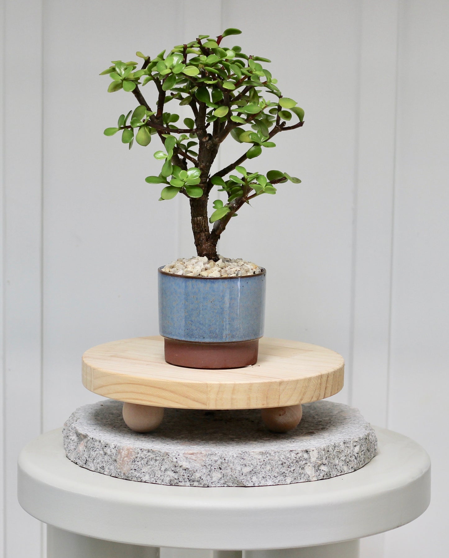 Bonsai - Crassula Ovata - Jack - 30cm