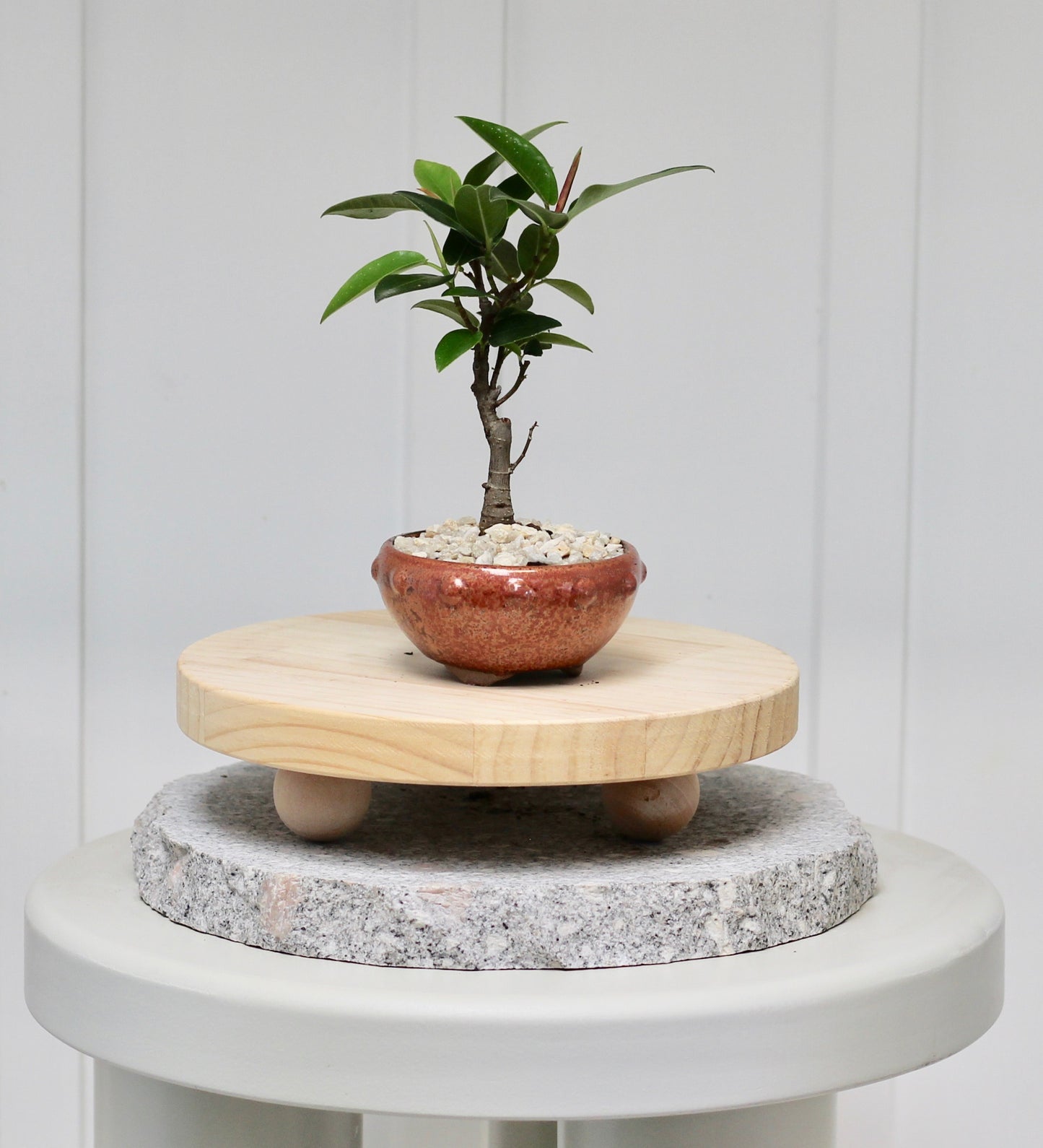 Bonsai - Port Jackson Fig - Wesley - 19cm