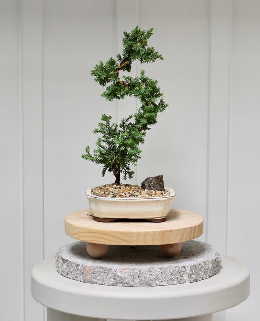 Bonsai - Juniper - Coco - 30cm