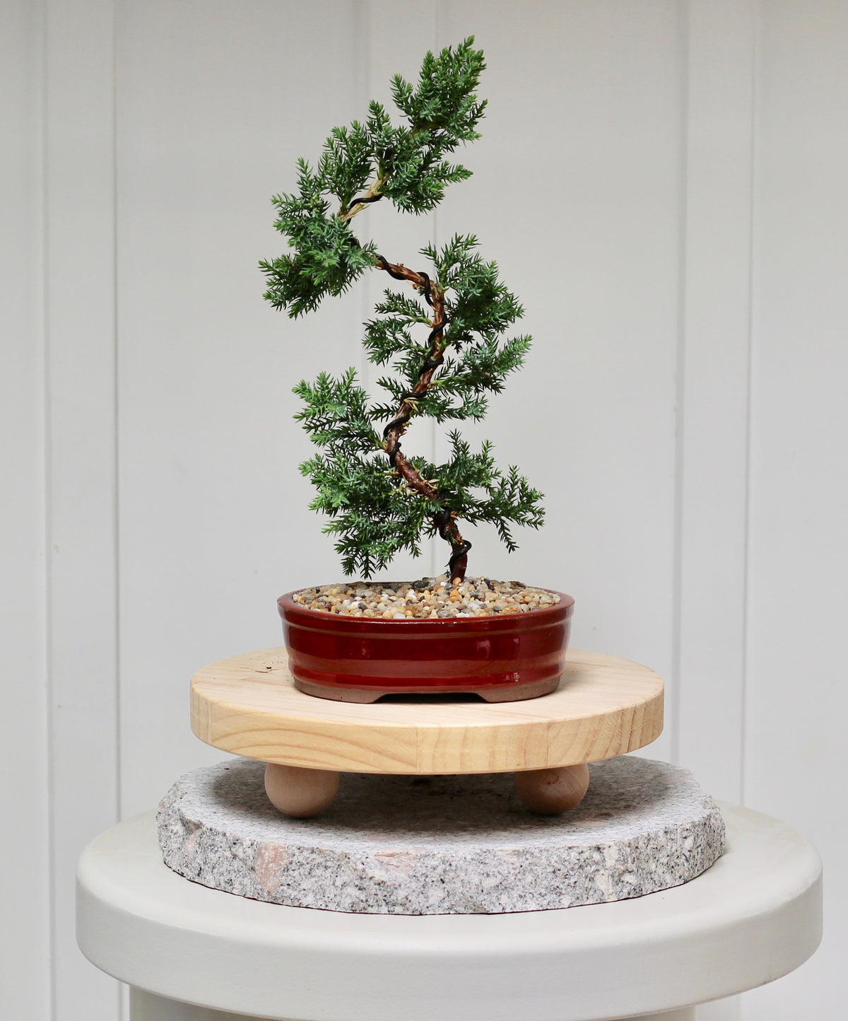 Bonsai - Juniper - Mabel - 30cm