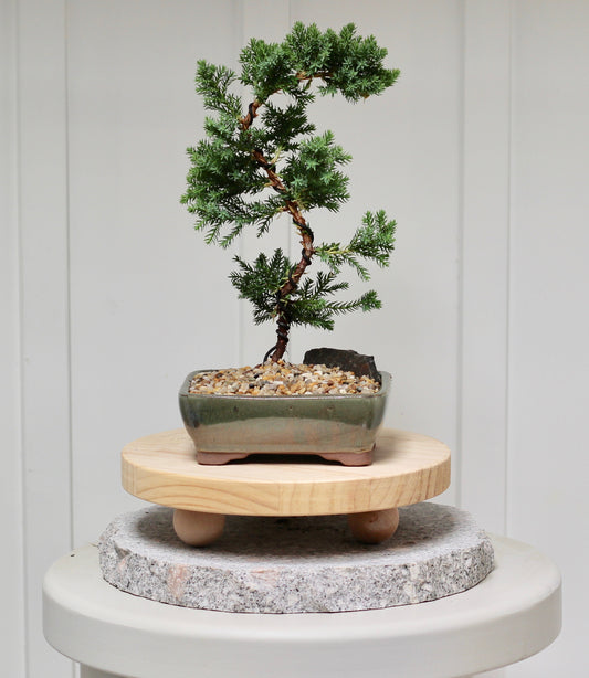Bonsai - Juniper - Edith - 30cm