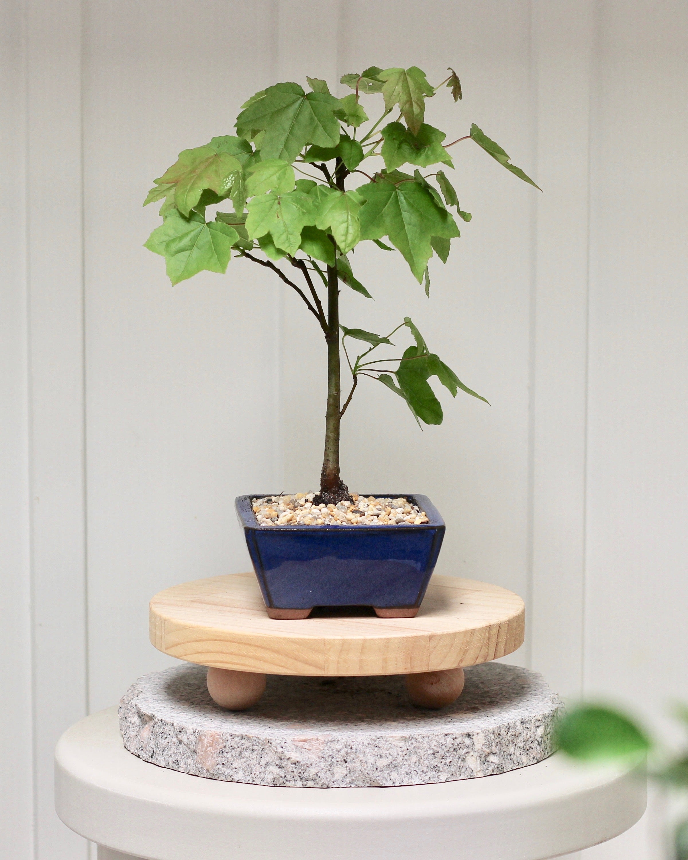 liquid amber bonsai tree Bonsai - Trident Maple - Kate