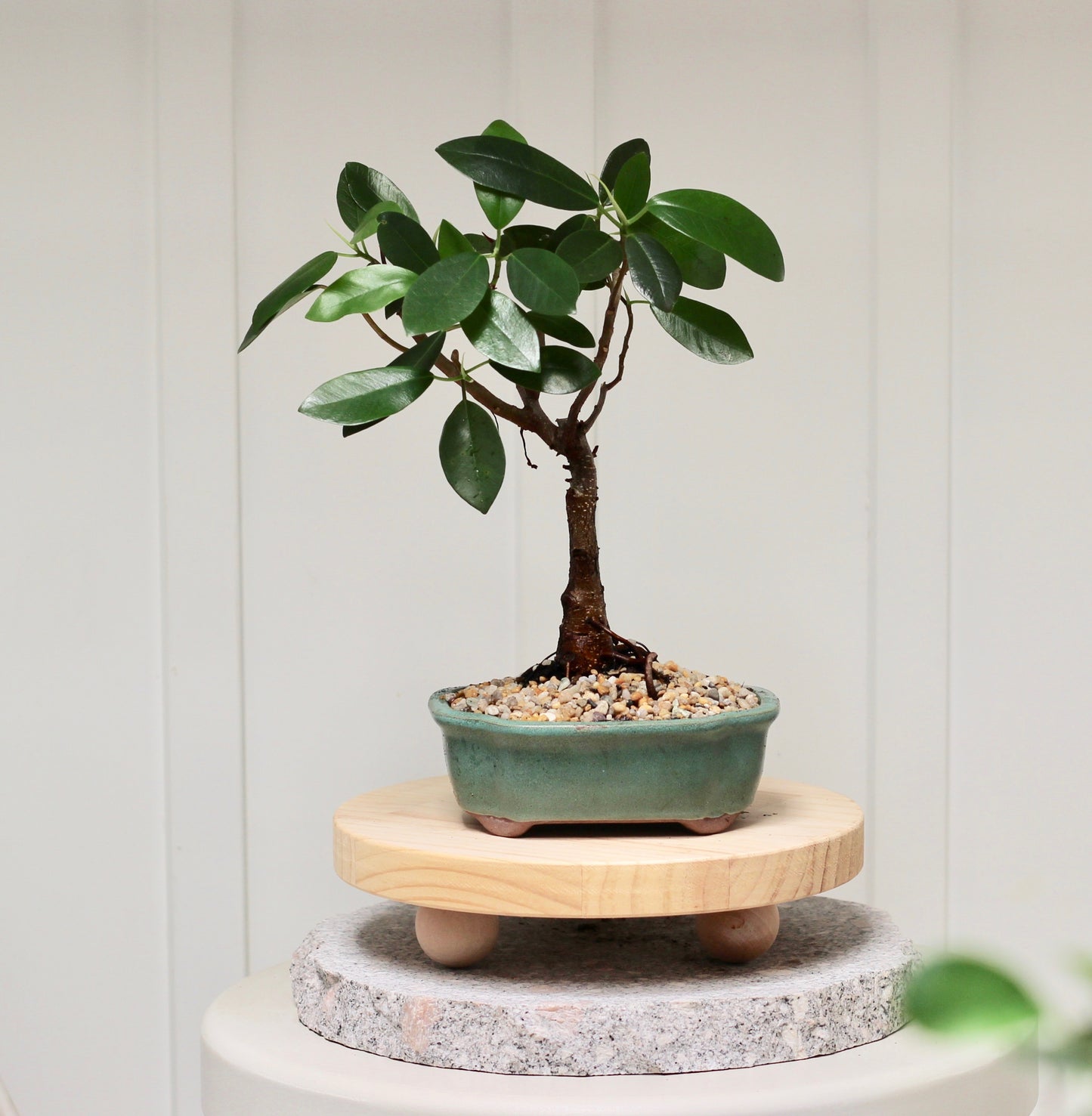 Bonsai - Port Jackson Fig - Rex - 30cm