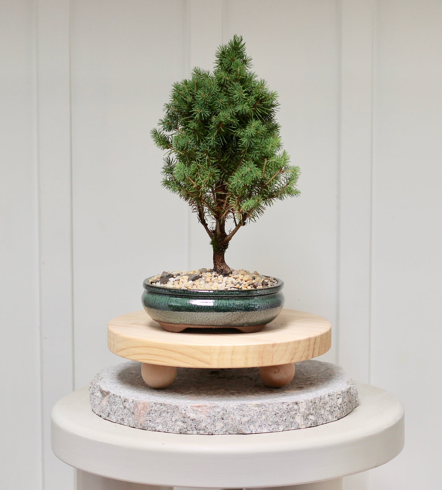 Bonsai - Christmas Picea - Luke- 25cm