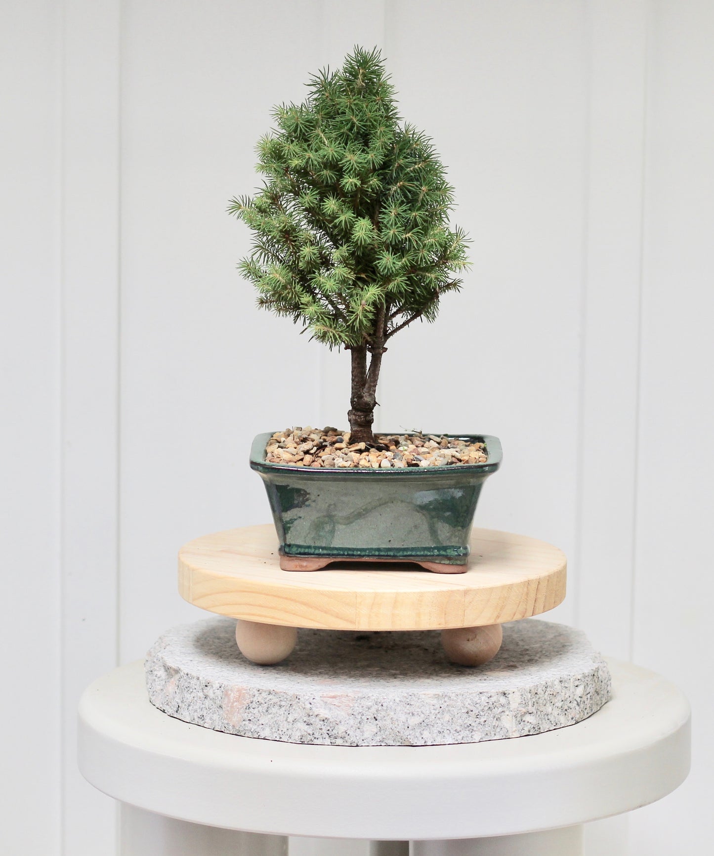 Bonsai - Christmas Picea - Luke- 25cm