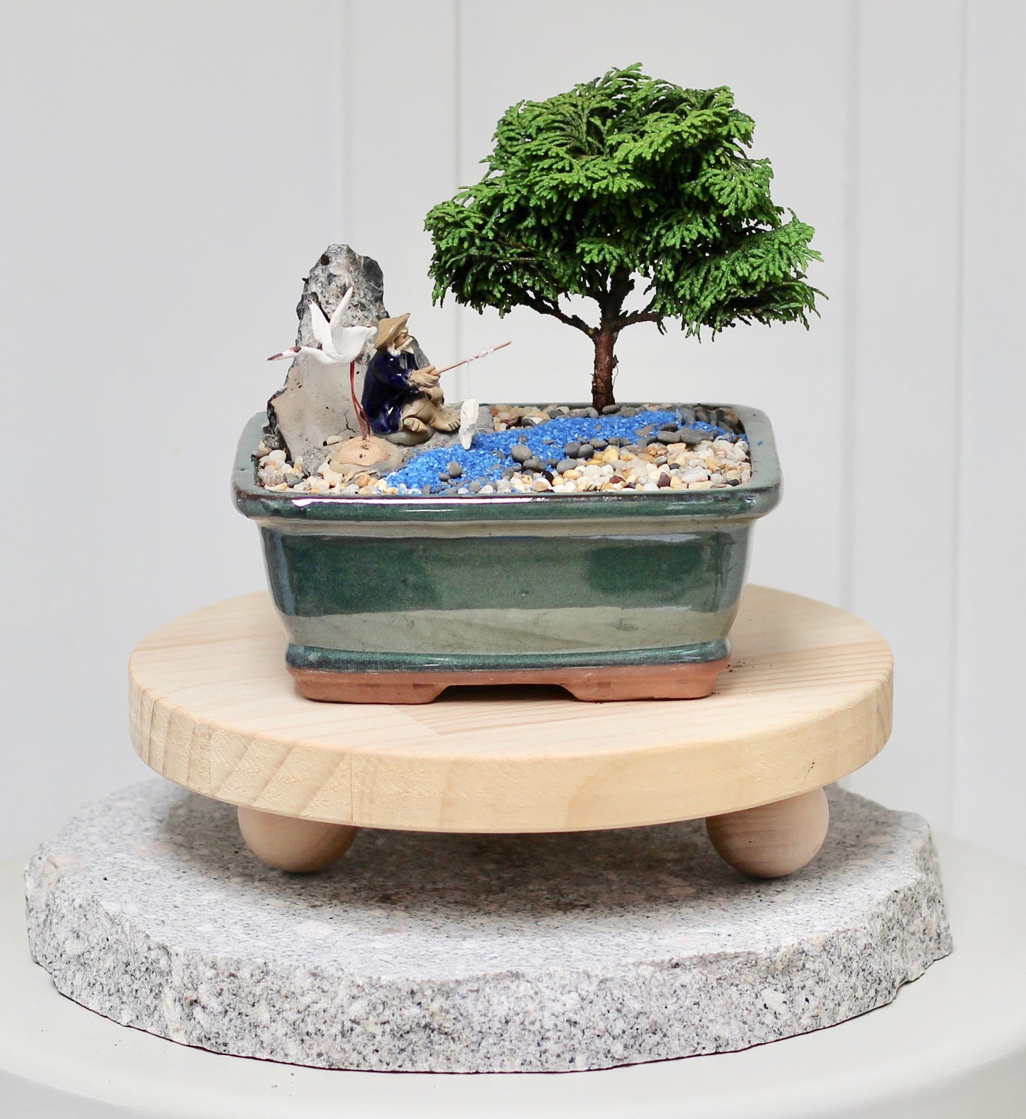 Bonsai - Juniper with Fisherman Setting- Rick - 16cm