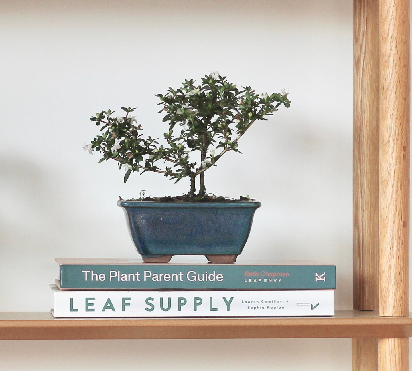 Bonsai - Serissa - Flowering - Evan - 18cm