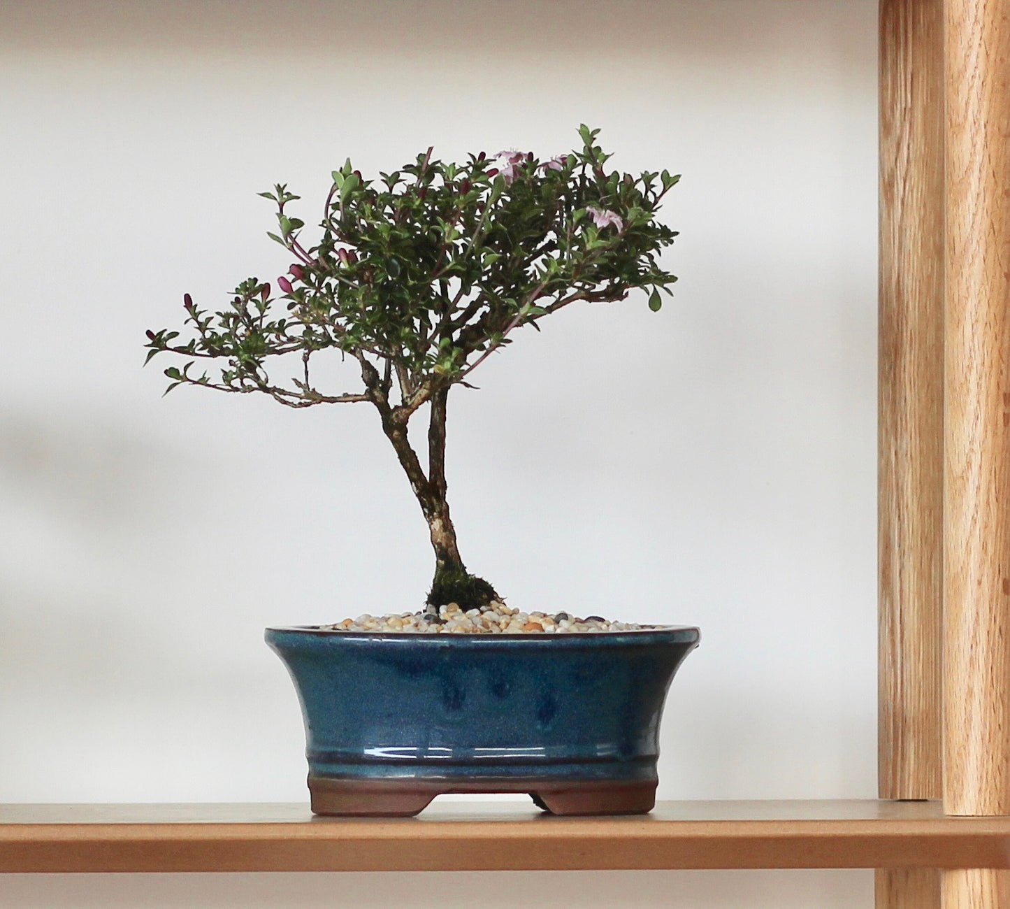 Bonsai - Serissa - Flowering - Roxanne - 23cm