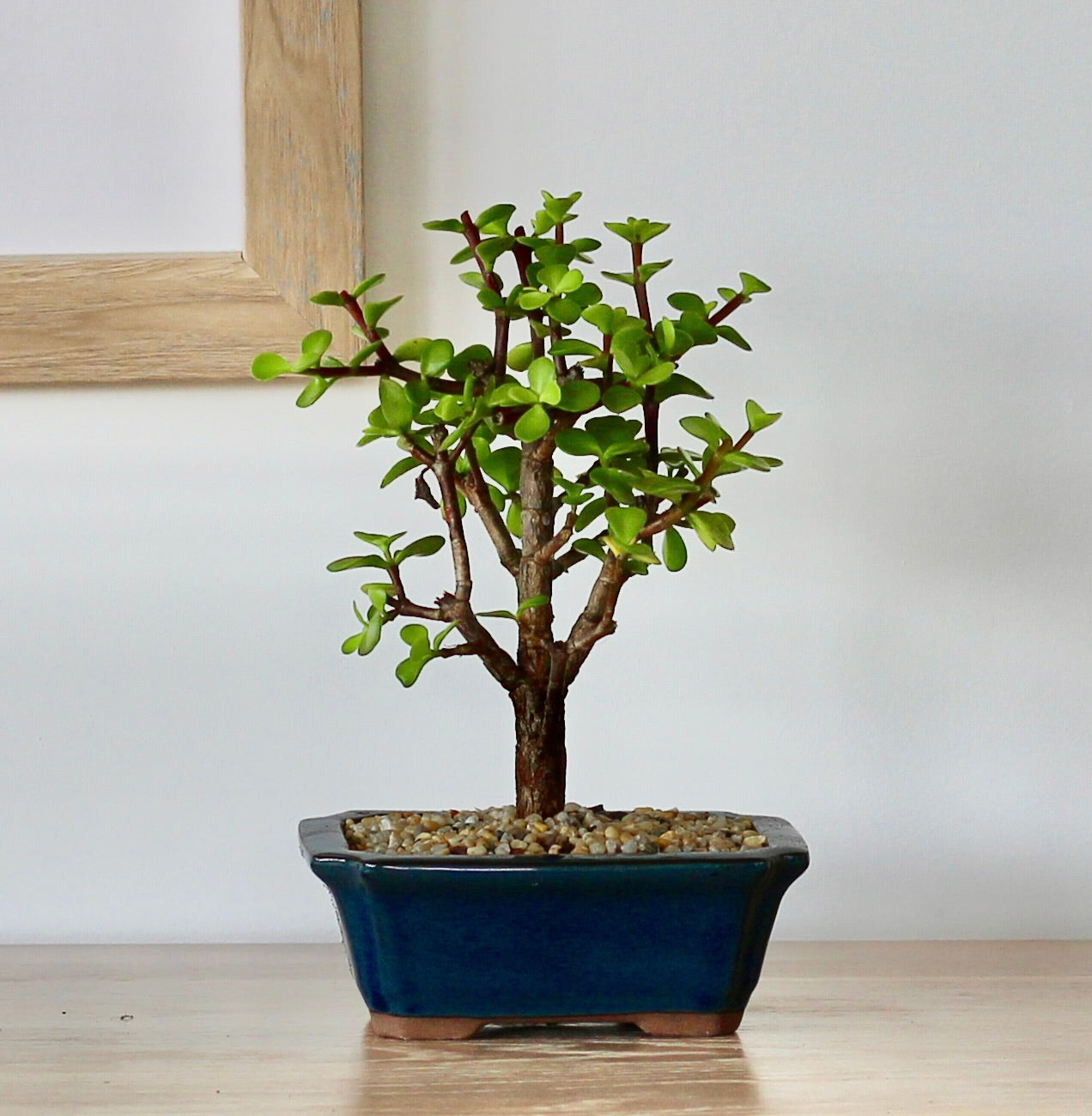 Bonsai - Crassula Ovata - Haven - 27cm