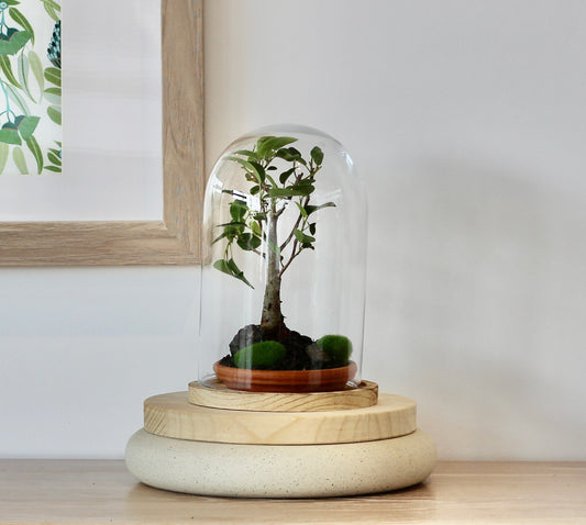 Bonsai Terrarium - 6 Year Old Port Jakson Fig- 知恵 - Chie - 25cm