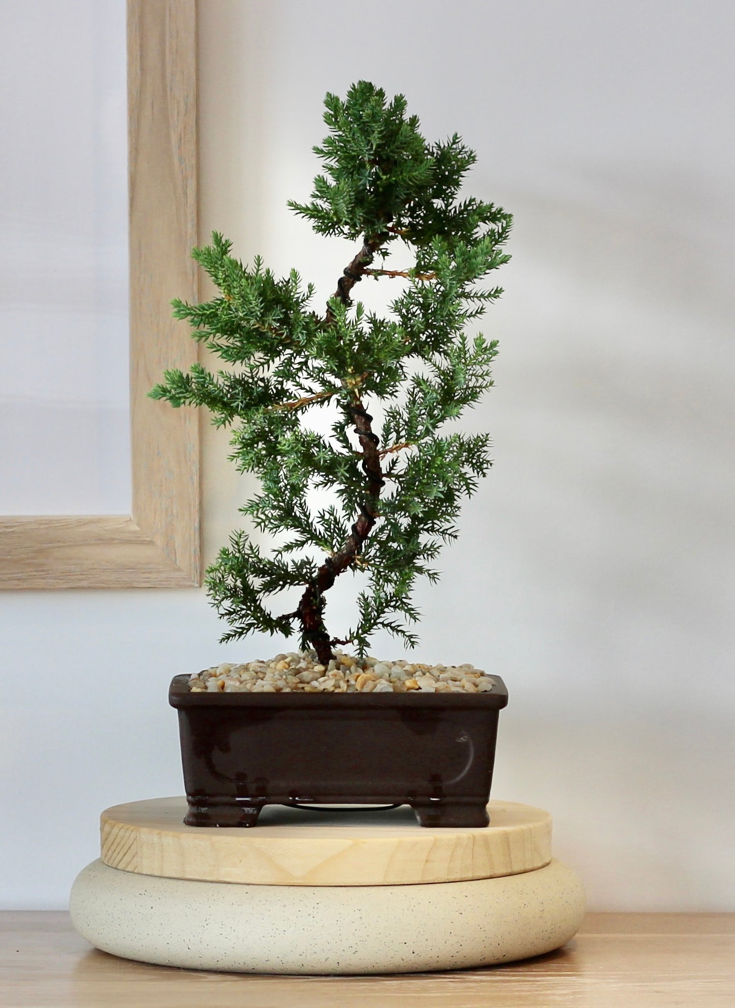 Bonsai - Juniper - Rhodin - 40cm