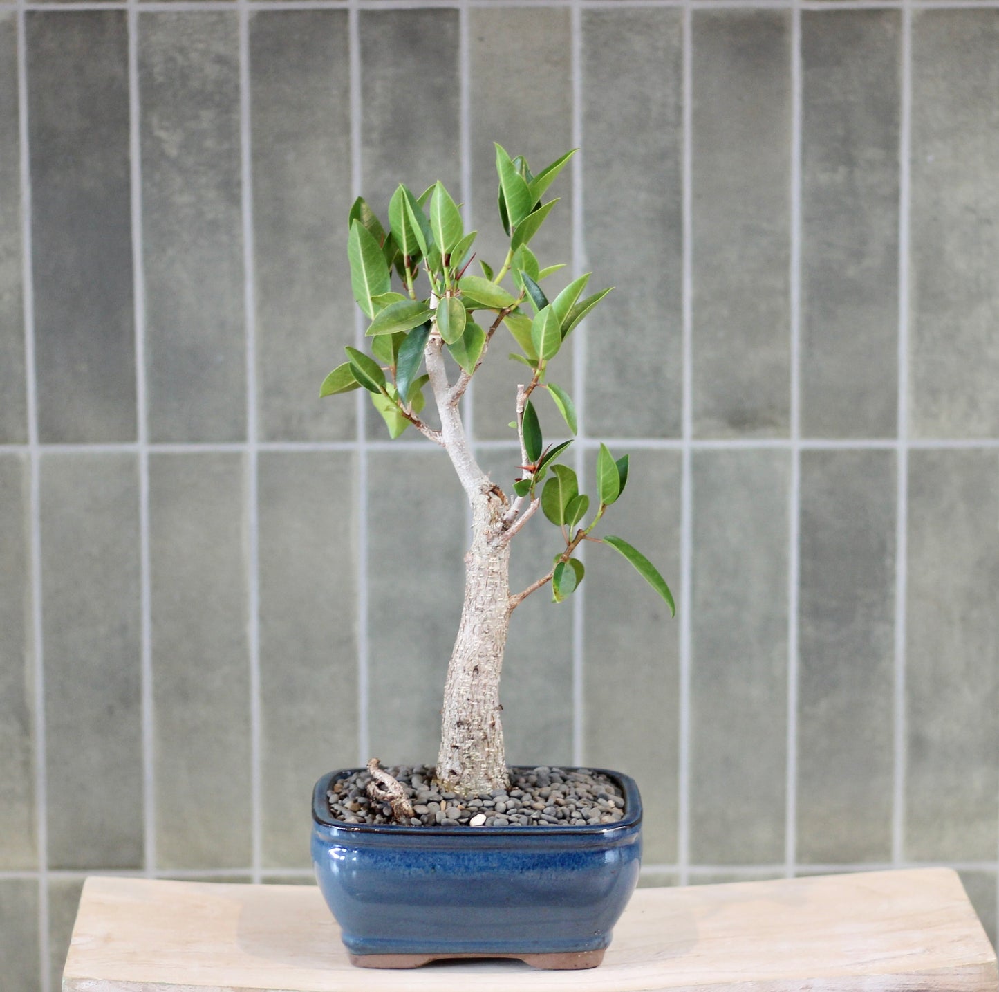 Bonsai - Port Jackson Fig - Olive - 35cm