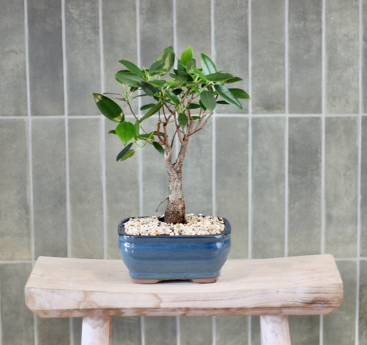 Bonsai - Port Jackson Fig - Lucy - 29cm