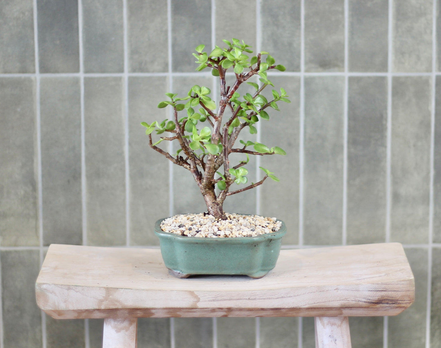 Bonsai - Crassula Ovata - Odessa - 20cm