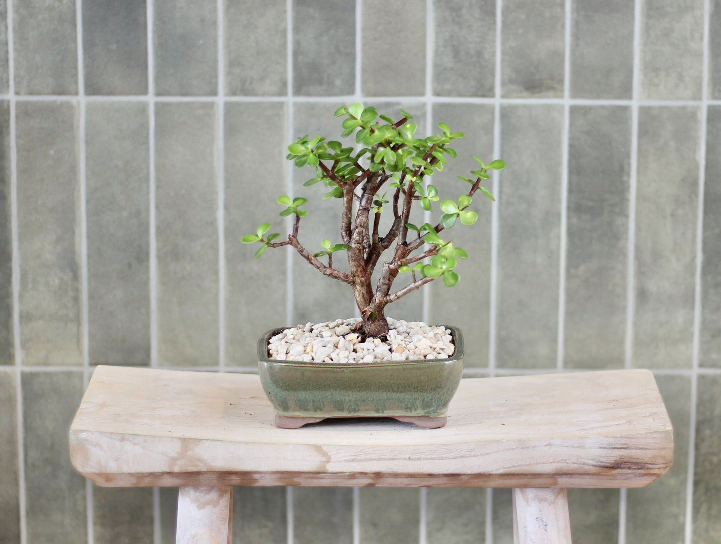 Bonsai - Crassula Ovata - Mabel - 20cm