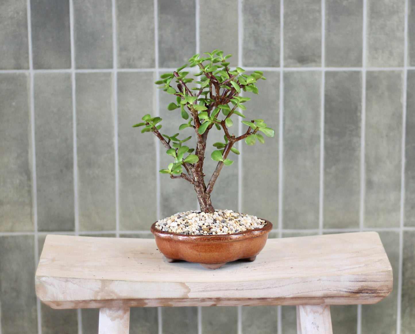 Bonsai - Crassula Ovata - Leontine - 20cm