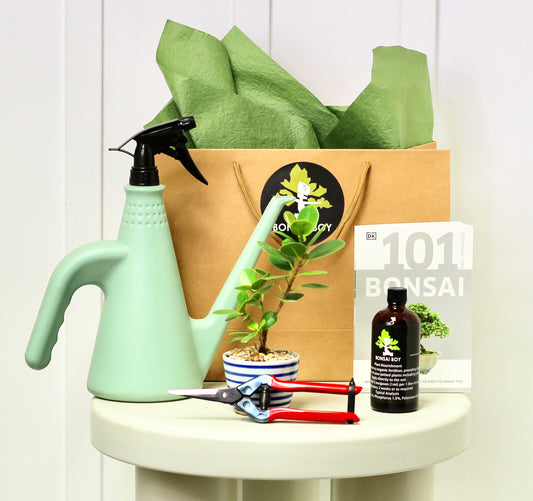 Bonsai Starter Kit - Ficus Green Island - Davis - 20cm
