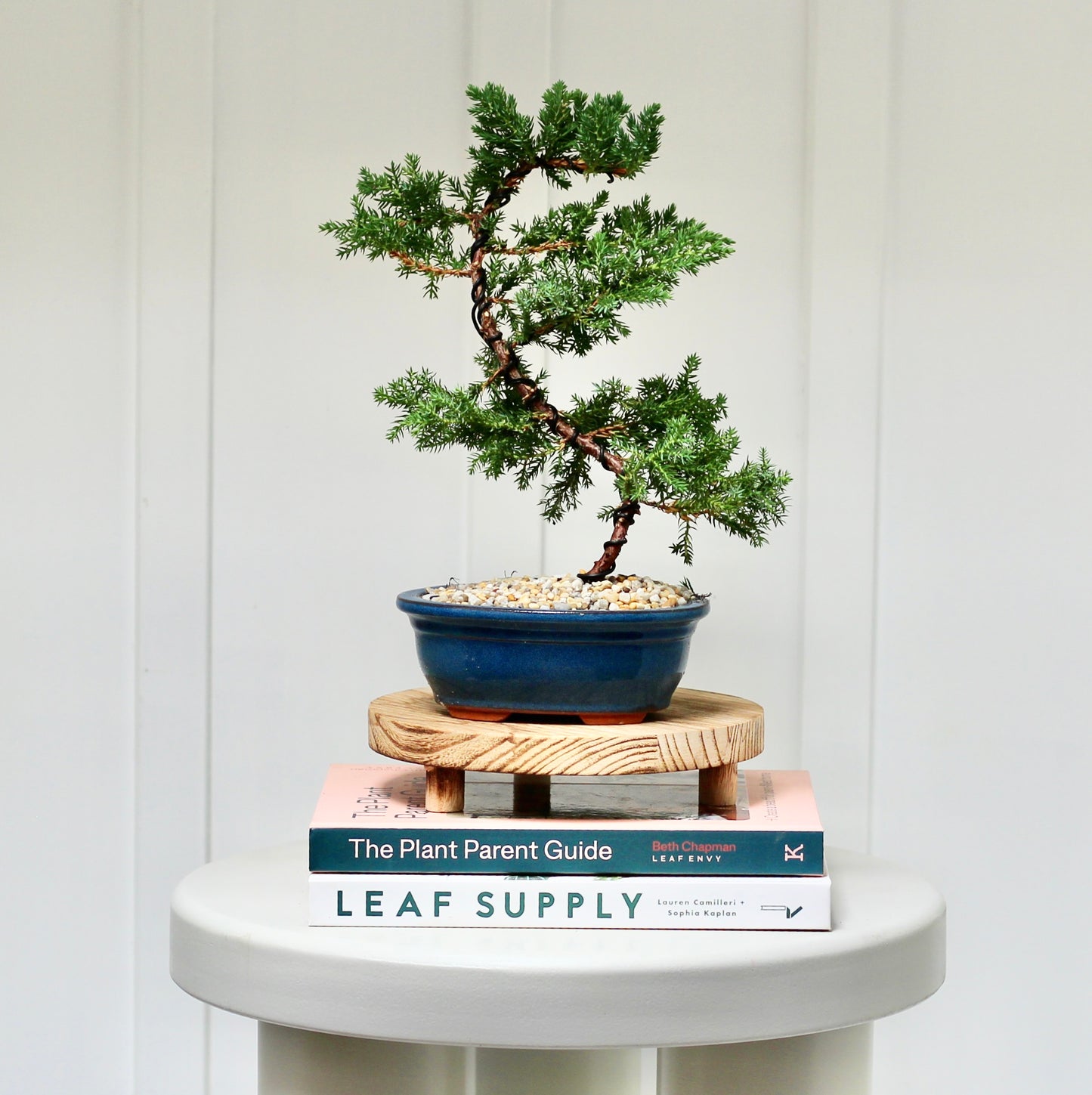 Bonsai - Juniper - Ester - 30cm