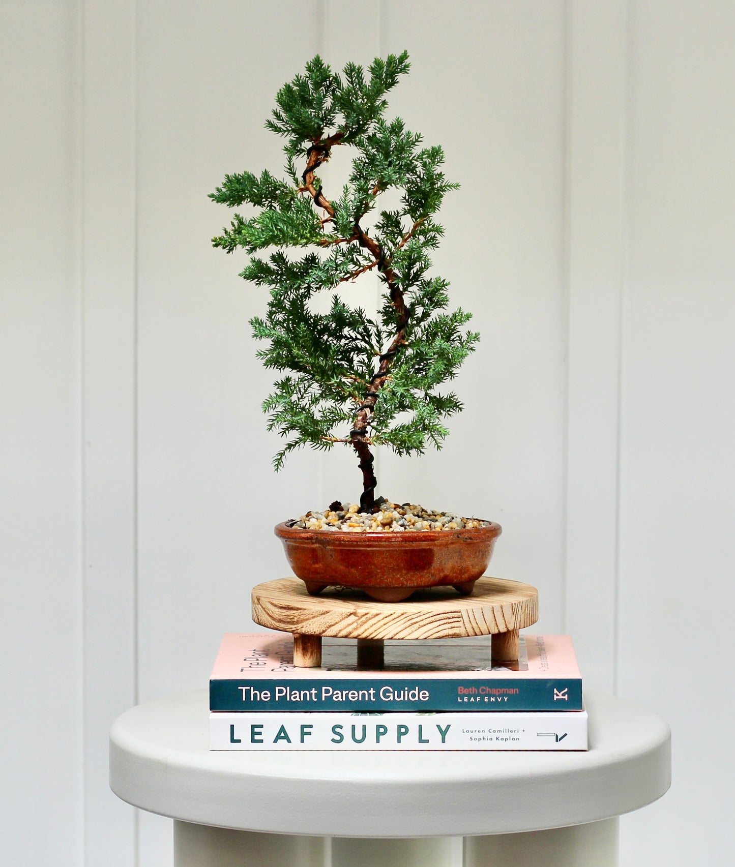 Bonsai - Juniper - Greta - 30cm
