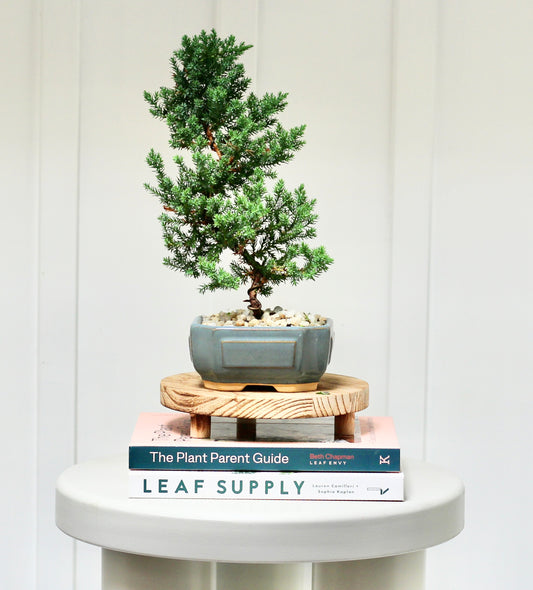 Bonsai - Juniper - Jamie - 30cm